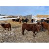 Image 4 : Reilly Lake Ranching - 860# Steers - 73 Head (Lloydminster AB)