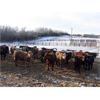 Image 5 : Reilly Lake Ranching - 860# Steers - 73 Head (Lloydminster AB)