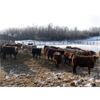 Image 6 : Reilly Lake Ranching - 860# Steers - 73 Head (Lloydminster AB)