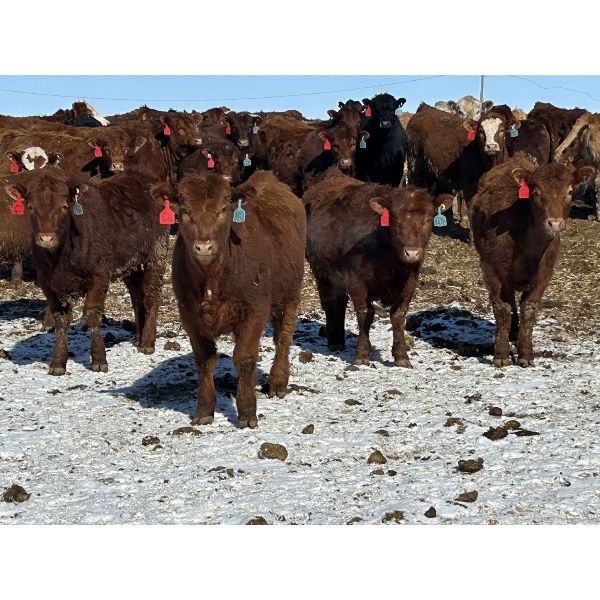 Cattleland - 830# May Heifers - 240 Head (Strathmore, AB)