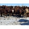Image 3 : Cattleland - 830# May Heifers - 240 Head (Strathmore, AB)