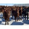Image 4 : Cattleland - 830# May Heifers - 240 Head (Strathmore, AB)