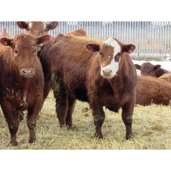X Bar X Cattle Co. Ltd. - 868# Steers - 72 Head (Lomond, AB)