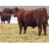 Image 5 : X Bar X Cattle Co. Ltd. - 868# Steers - 72 Head (Lomond, AB)