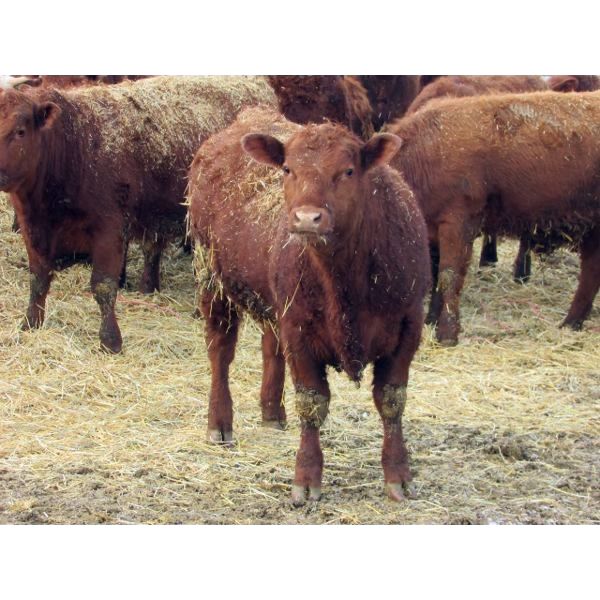X Bar X Cattle Co. Ltd. - 821# Steers - 75 Head (Lomond, AB)
