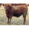 Image 3 : X Bar X Cattle Co. Ltd. - 821# Steers - 75 Head (Lomond, AB)
