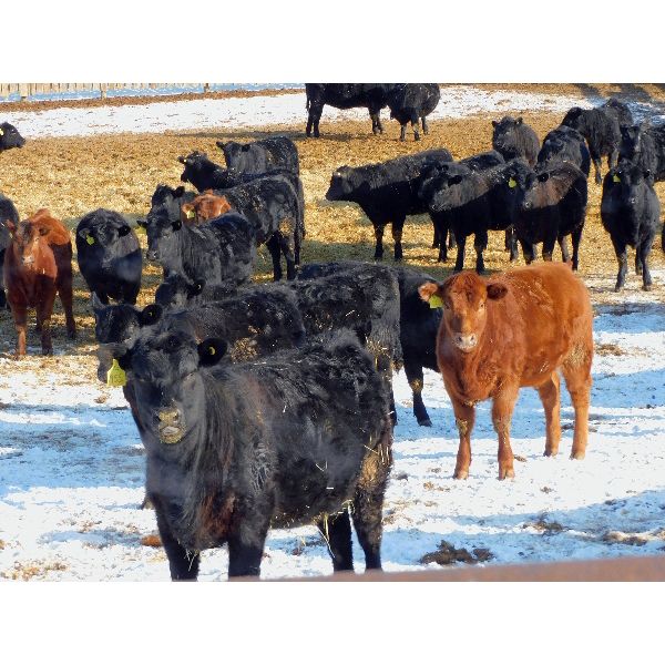 Kientz Bros. - 800# Heifers - 75 Head (Okotoks, AB)
