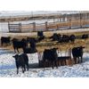 Image 5 : Kientz Bros. - 800# Heifers - 75 Head (Okotoks, AB)