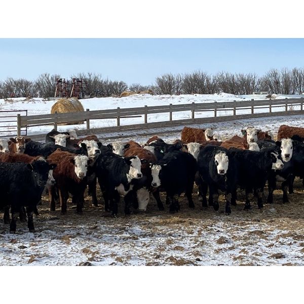 Four Harts Cattle Co. - 880# Steers - 95 Head (Vermilion, AB)