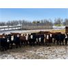 Image 2 : Four Harts Cattle Co. - 880# Steers - 95 Head (Vermilion, AB)