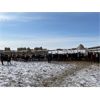 Image 5 : Four Harts Cattle Co. - 880# Steers - 95 Head (Vermilion, AB)