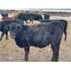 Image 11 : Chipping Hill Cattle Co. - 925# October Grass Heifers - 325 Head (Zhoda, MB)