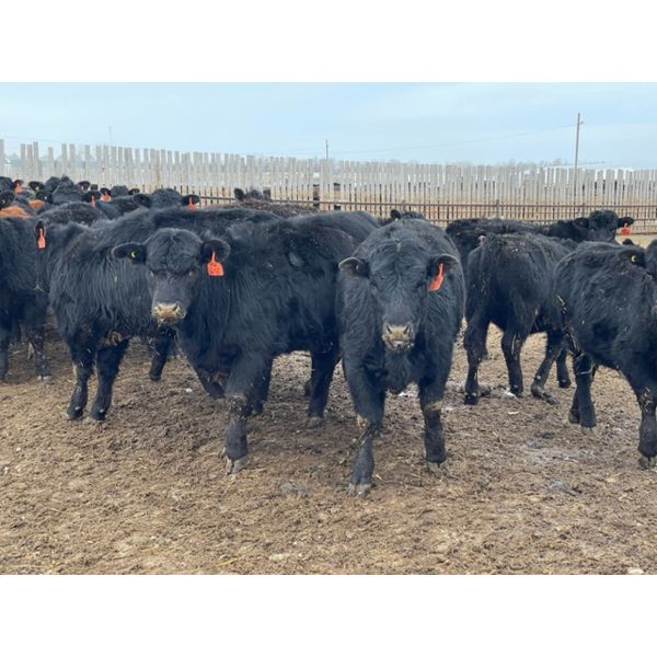 Chipping Hill Cattle Co. - 925# October Grass Heifers - 325 Head (Zhoda, MB)