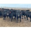 Image 1 : Chipping Hill Cattle Co. - 925# October Grass Heifers - 325 Head (Zhoda, MB)