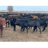 Image 6 : Chipping Hill Cattle Co. - 925# October Grass Heifers - 325 Head (Zhoda, MB)