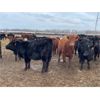 Image 9 : Chipping Hill Cattle Co. - 925# October Grass Heifers - 325 Head (Zhoda, MB)