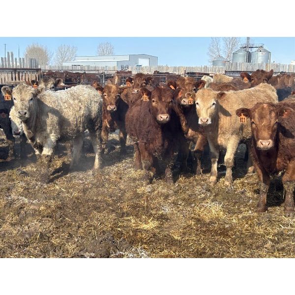 Pitchfork Ranches Ltd. - 725# Heifers - 280 Head (Strathmore, AB)