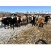 Image 2 : Pitchfork Ranches Ltd. - 725# Heifers - 280 Head (Strathmore, AB)