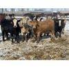 Image 3 : Pitchfork Ranches Ltd. - 725# Heifers - 280 Head (Strathmore, AB)