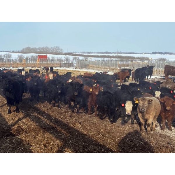 Dennis & Barb Holmes - 693# Heifers - 130 Head (Cochrane, AB)