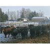 Image 3 : Dennis & Barb Holmes - 693# Heifers - 130 Head (Cochrane, AB)