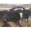 Image 4 : Dennis & Barb Holmes - 693# Heifers - 130 Head (Cochrane, AB)