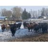 Image 5 : Dennis & Barb Holmes - 693# Heifers - 130 Head (Cochrane, AB)