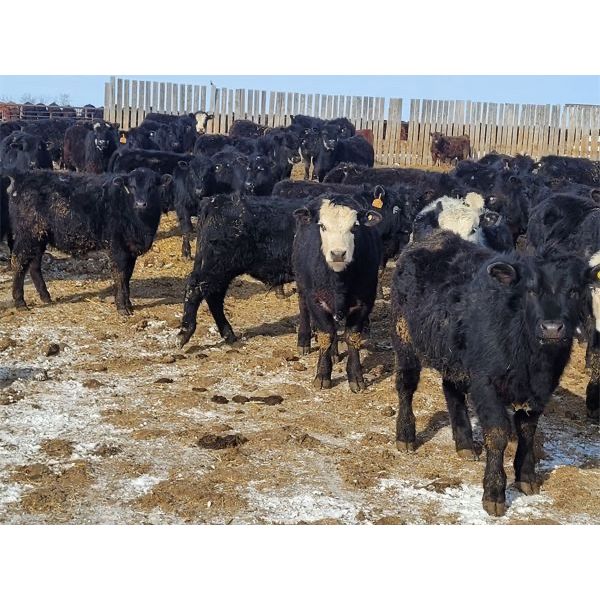 Tee Two Land & Cattle Co. 695 Steers 169 Head (Kelliher, SK