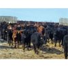 Image 4 : Tee Two Land & Cattle Co. - 695# Steers - 169 Head (Kelliher, SK)