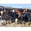 Image 6 : Tee Two Land & Cattle Co. - 695# Steers - 169 Head (Kelliher, SK)