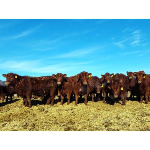 Forsberg Ranches - 950# July Grass Heifers - 580 Head (Outlook, SK)
