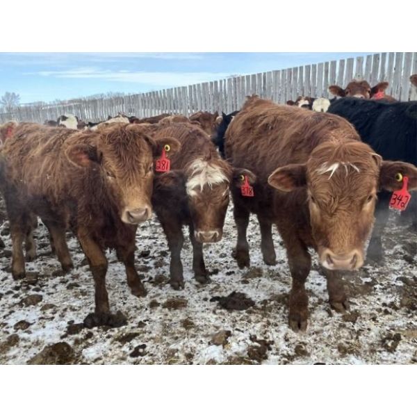 Crane Lake Land & Cattle Ltd. - 975# September Grass Heifers - 200 Head (Kerrobert, SK)