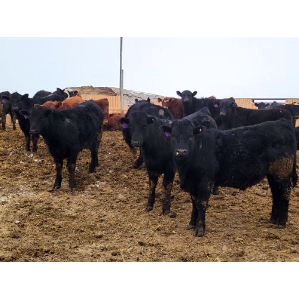 Rattlesnake Feeders - 800# Steers - 80 Head (Medicine Hat, AB)