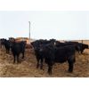Image 2 : Rattlesnake Feeders - 800# Steers - 80 Head (Medicine Hat, AB)