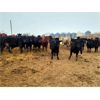 Image 4 : Rattlesnake Feeders - 800# Steers - 80 Head (Medicine Hat, AB)