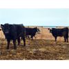 Image 6 : Rattlesnake Feeders - 800# Steers - 80 Head (Medicine Hat, AB)