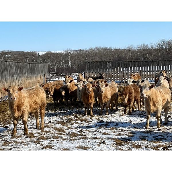Bleamac Ent. Ltd. - 1000# August Grass Steers - 63 Head (Paradise Valley, AB)