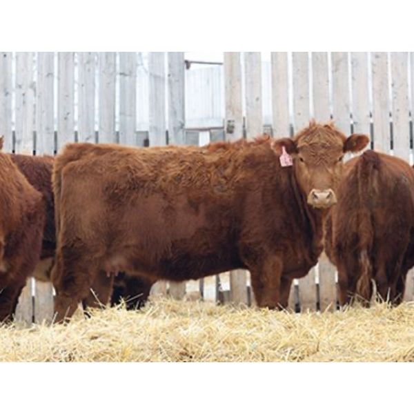 Franken Farms Inc. - 17 Red Simm X Bred Heifers (Glen Ewen, SK)