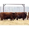 Image 2 : Franken Farms Inc. - 17 Red Simm X Bred Heifers (Glen Ewen, SK)