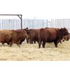 Image 3 : Franken Farms Inc. - 17 Red Simm X Bred Heifers (Glen Ewen, SK)