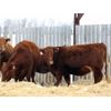 Image 4 : Franken Farms Inc. - 17 Red Simm X Bred Heifers (Glen Ewen, SK)