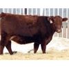 Image 5 : Franken Farms Inc. - 17 Red Simm X Bred Heifers (Glen Ewen, SK)