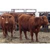 Image 6 : Franken Farms Inc. - 17 Red Simm X Bred Heifers (Glen Ewen, SK)