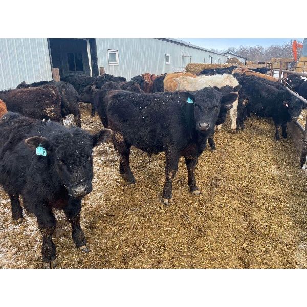 Dalrymple Enterprises 515 Steers 52 Head (Fortier, MB) Team Auction Sales