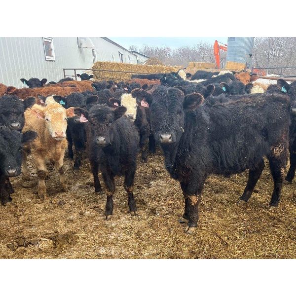Dalrymple Enterprises - 515# Heifers - 45 Head (Fortier, MB)