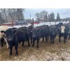 Image 2 : Dalrymple Enterprises - 515# Heifers - 45 Head (Fortier, MB)