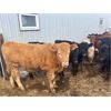 Image 4 : Dalrymple Enterprises - 515# Heifers - 45 Head (Fortier, MB)
