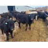 Image 5 : Dalrymple Enterprises - 515# Heifers - 45 Head (Fortier, MB)