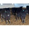 Image 6 : Dalrymple Enterprises - 515# Heifers - 45 Head (Fortier, MB)