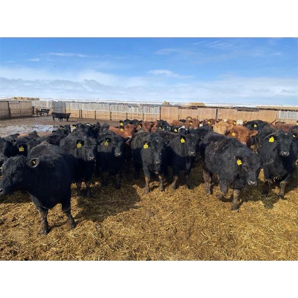Rattlesnake Feeders - 750# May Heifers - 85 Head (Medicine Hat, AB)